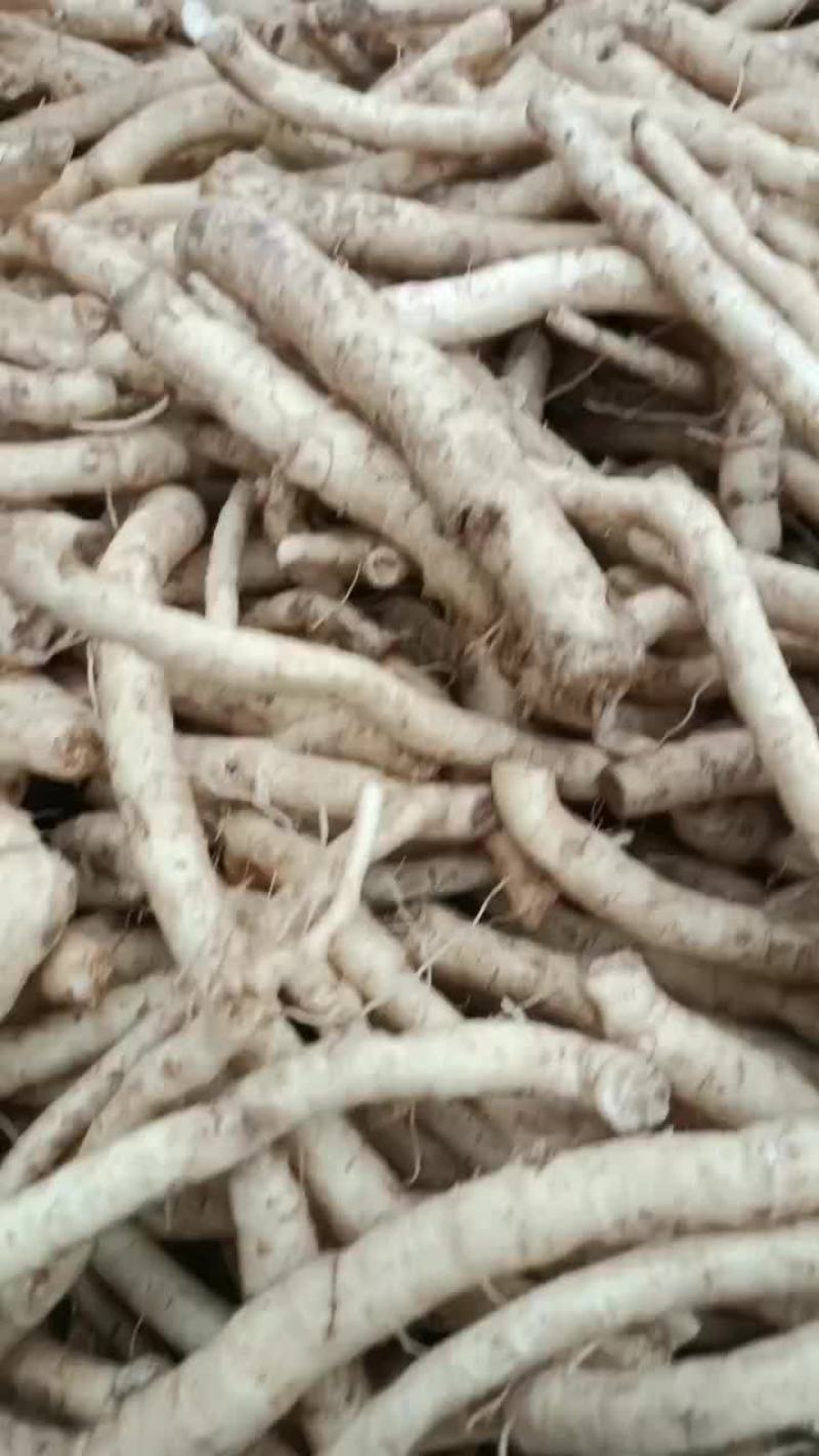防风种苗