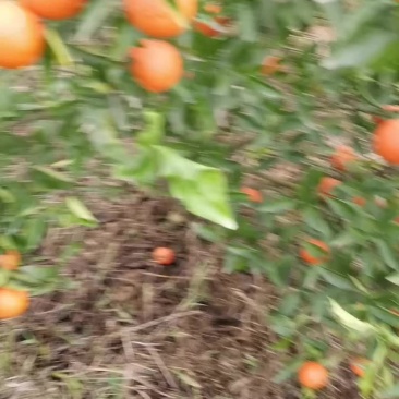 世纪红甜蜜橘