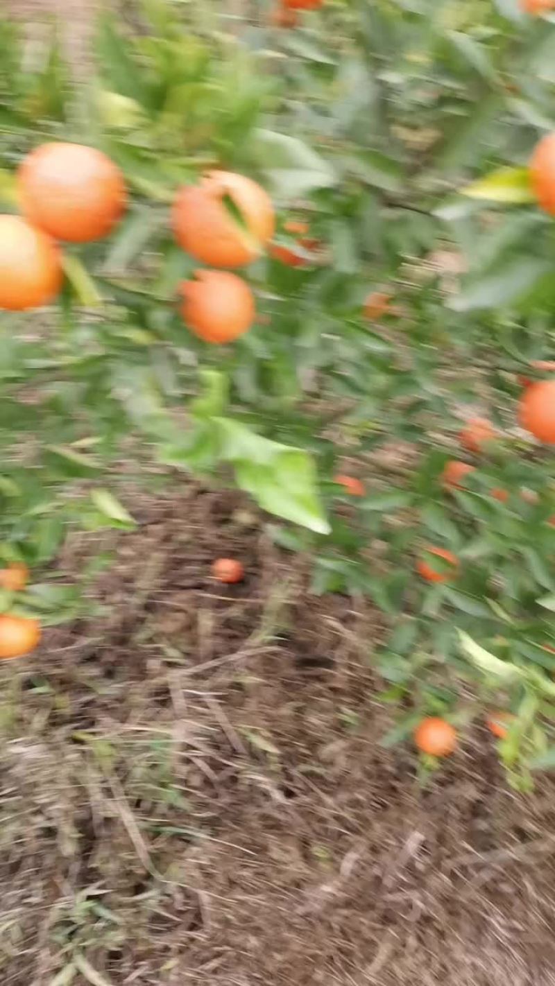 世纪红甜蜜橘