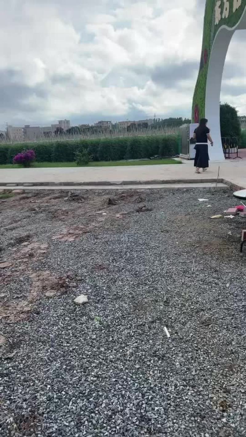 圣女果