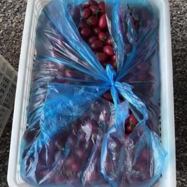 圣女果