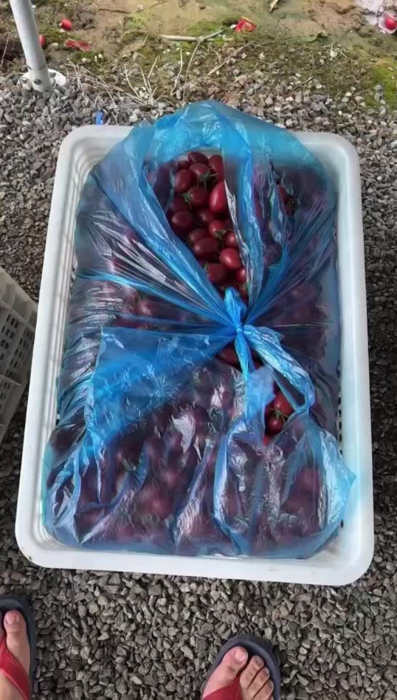圣女果