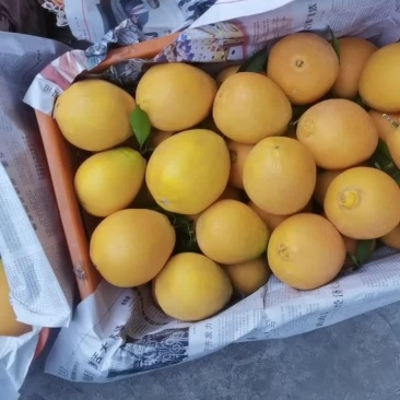 凉山州雷波脐橙