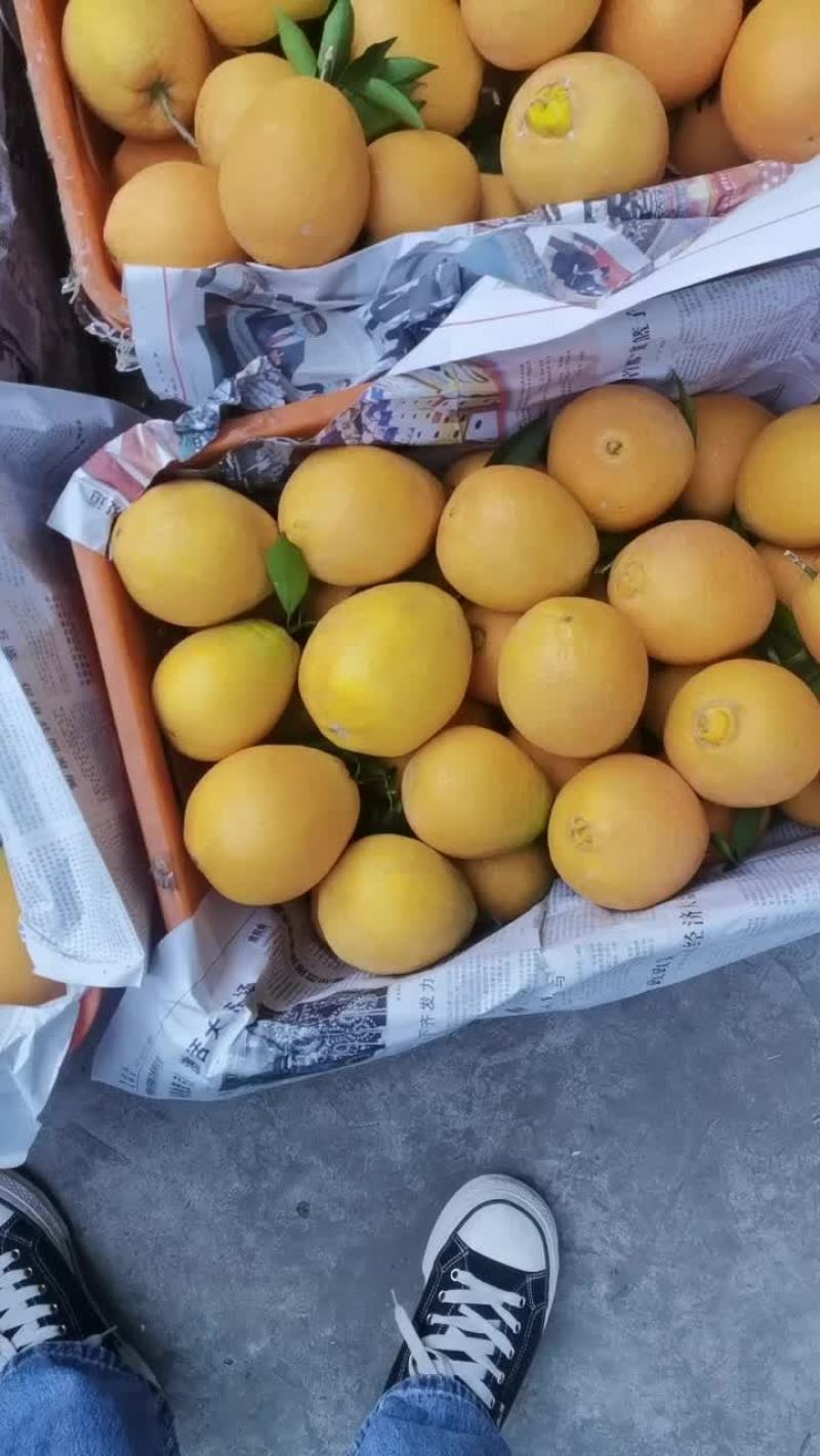 凉山州雷波脐橙