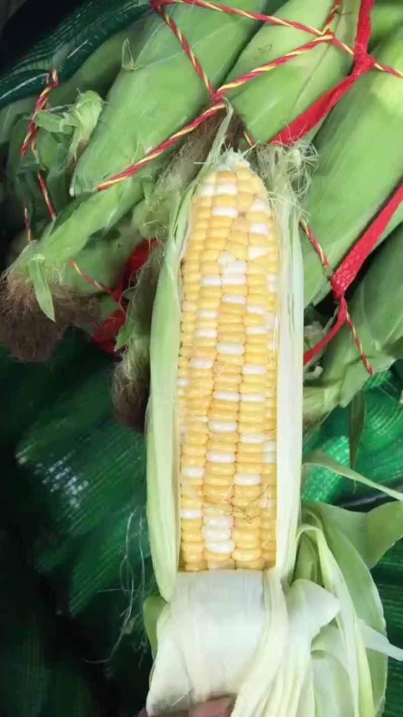 水果玉米，太阳花玉米