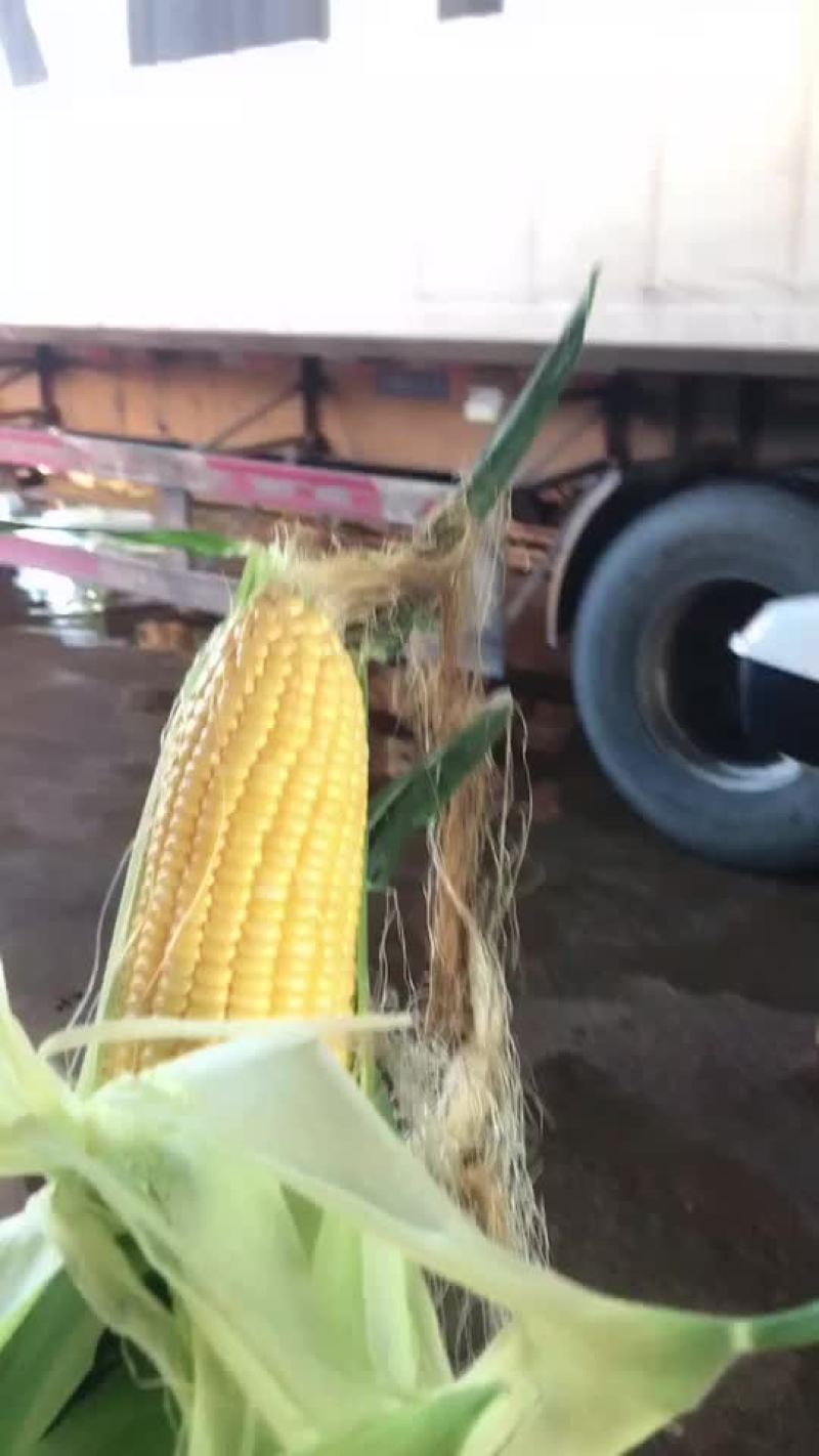 水果玉米，太阳花玉米