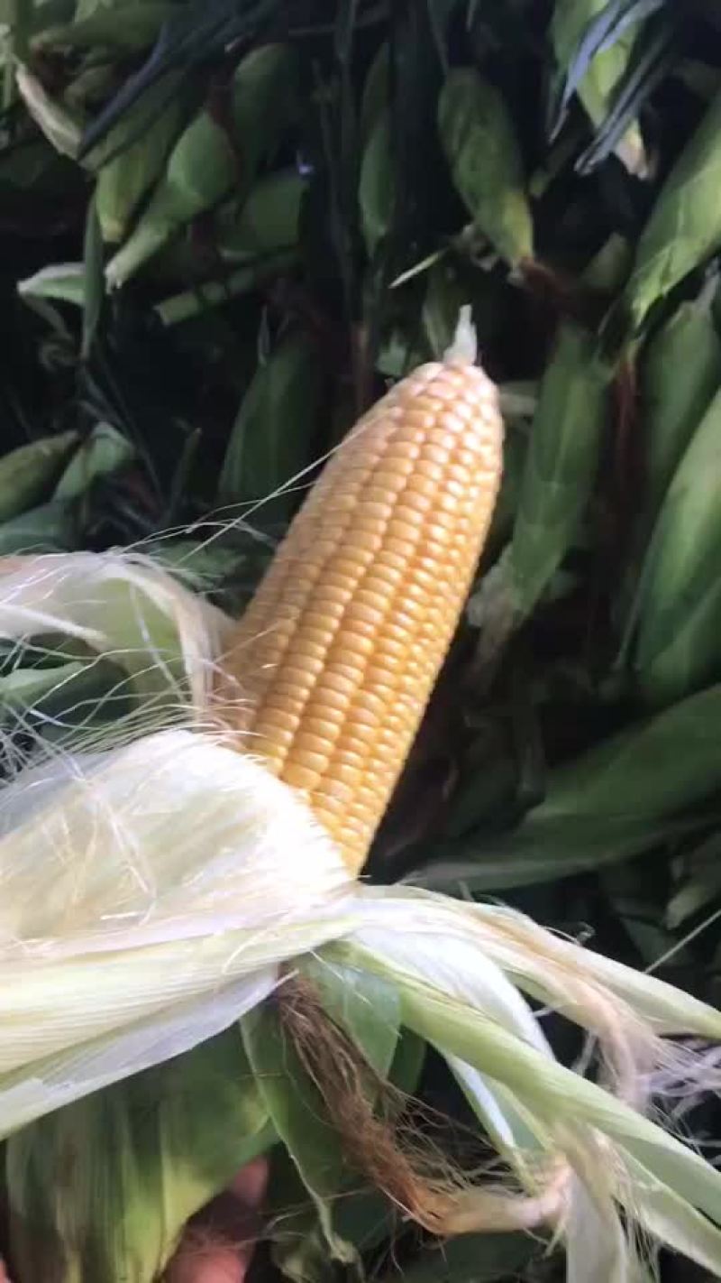 水果玉米，太阳花玉米