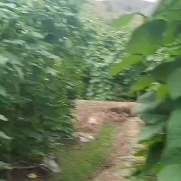 径豆，油辣