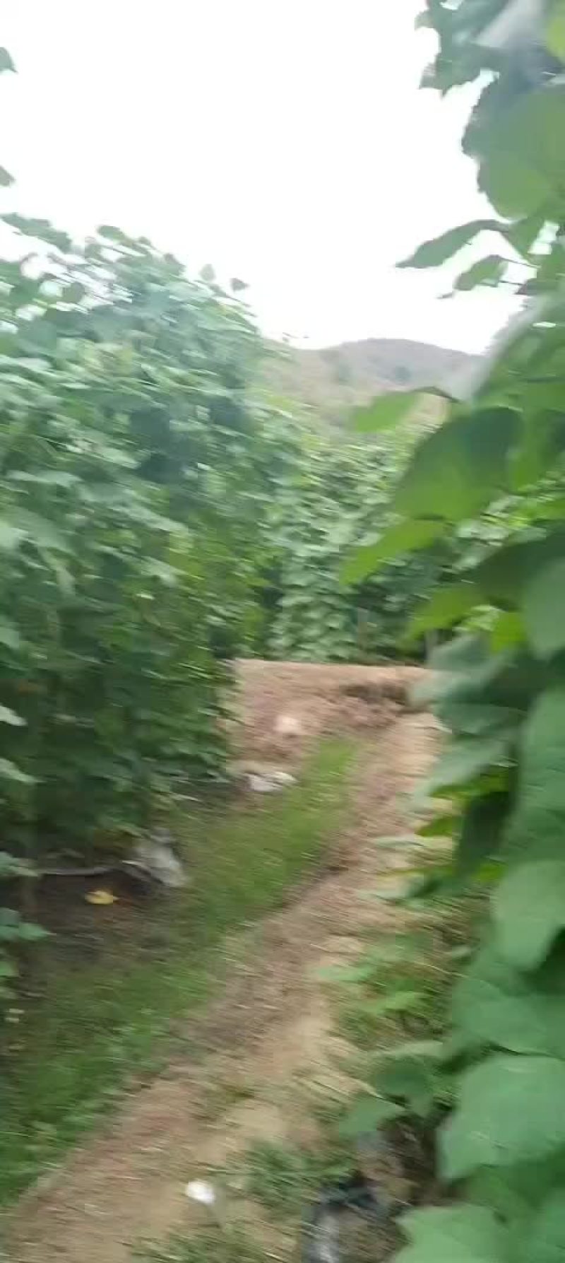 径豆，油辣