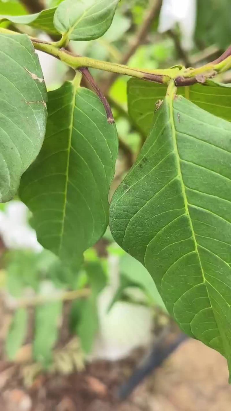 珍珠芭乐