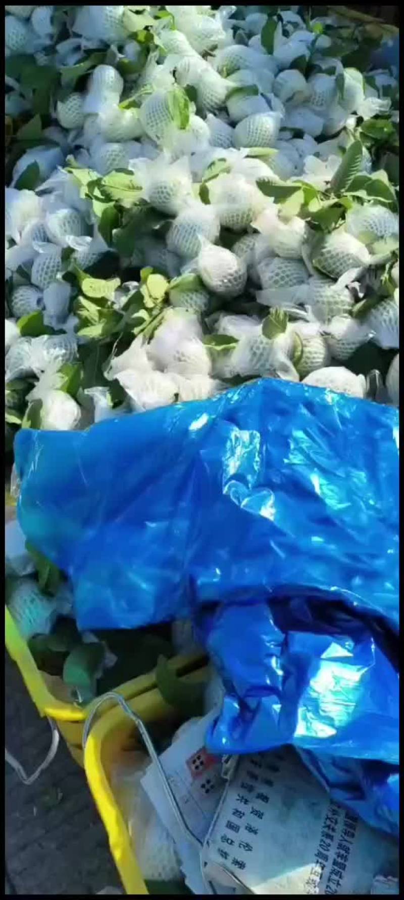 珍珠芭乐