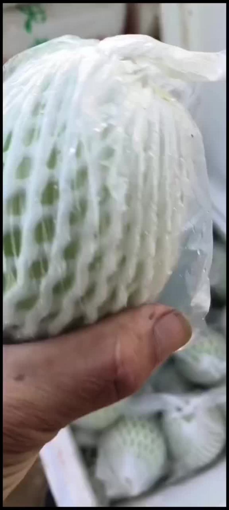 珍珠芭乐