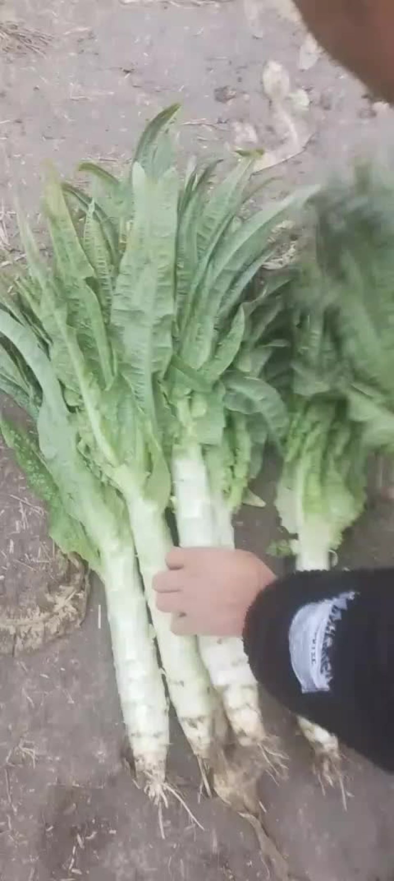 红叶莴苣，新鲜货好，欢迎大家采购