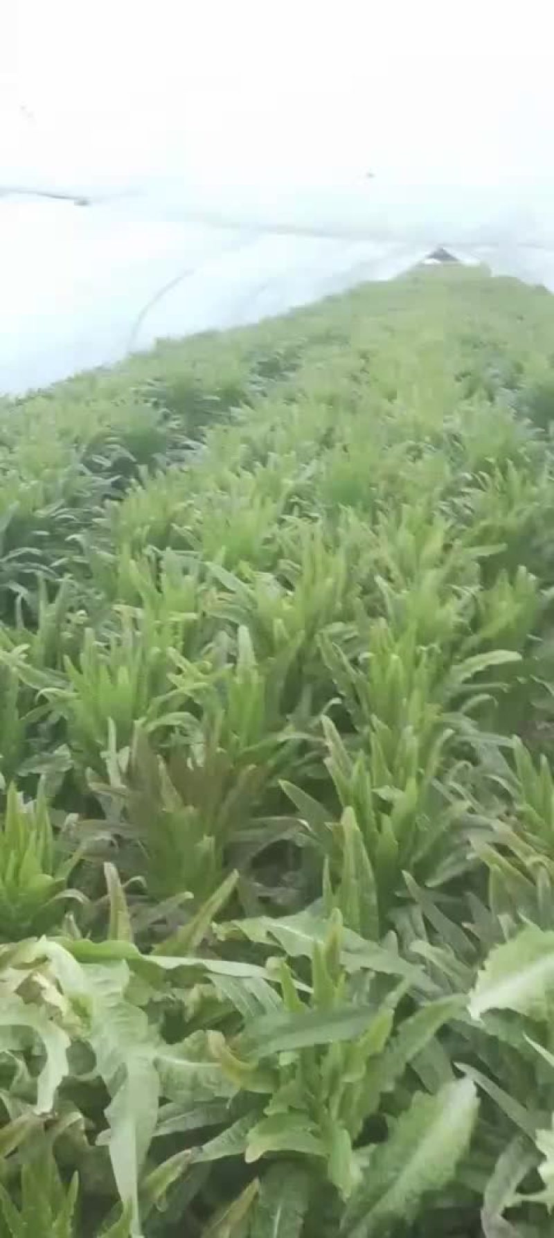红叶莴苣，新鲜货好，欢迎大家采购