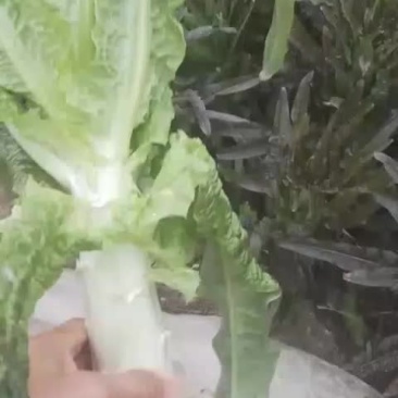 红叶莴苣，新鲜货好，欢迎大家采购