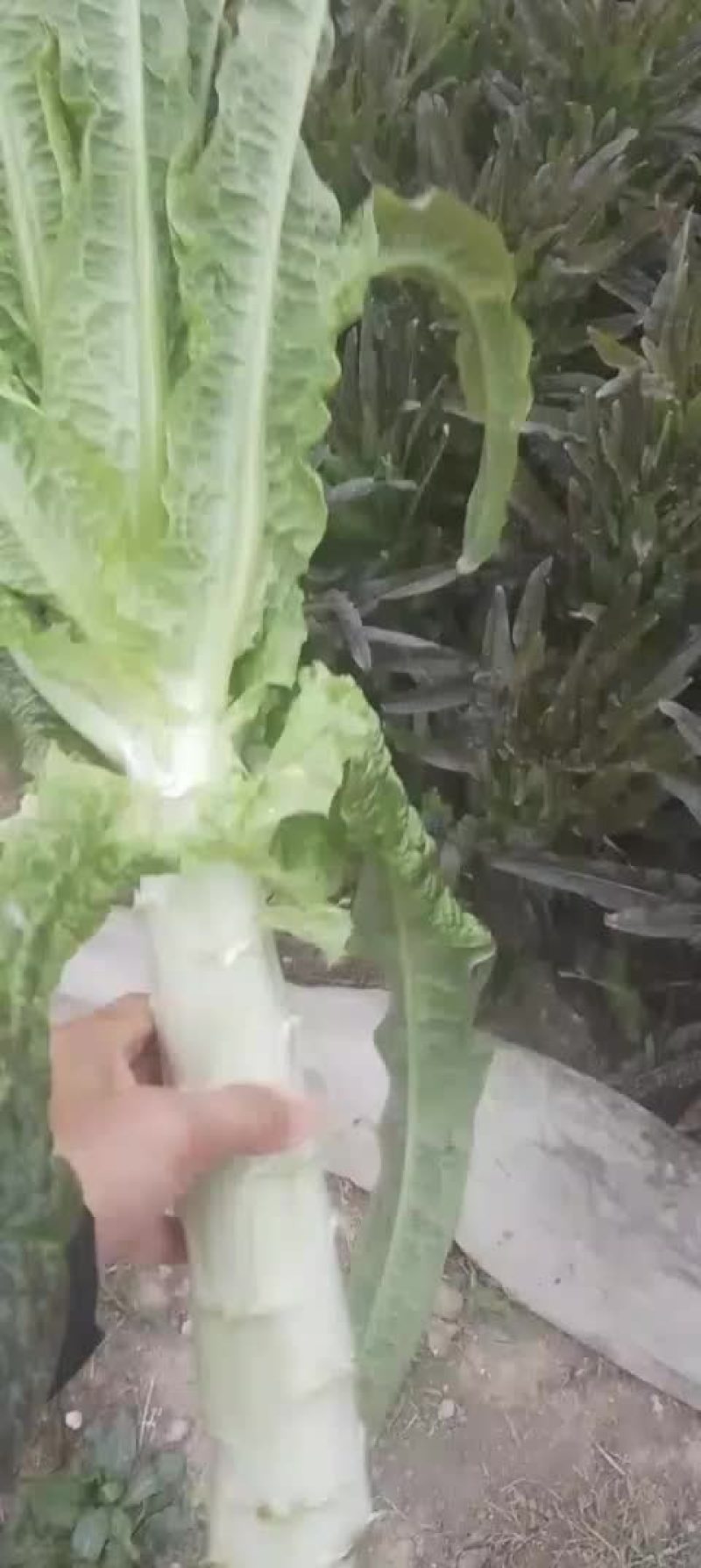 红叶莴苣，新鲜货好，欢迎大家采购