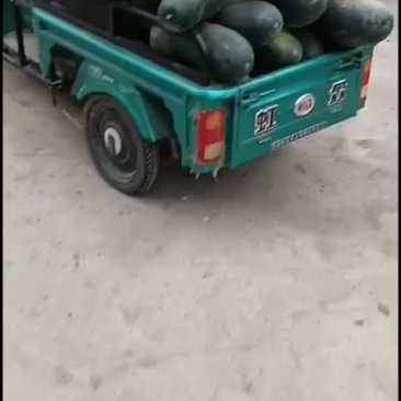 冬瓜