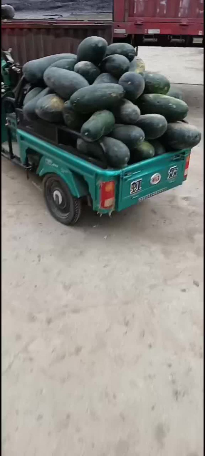 冬瓜