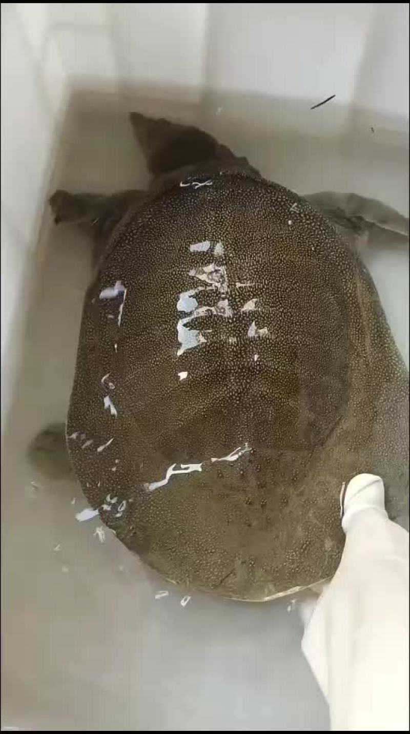 麻辣小甲鱼网红甲鱼5678两