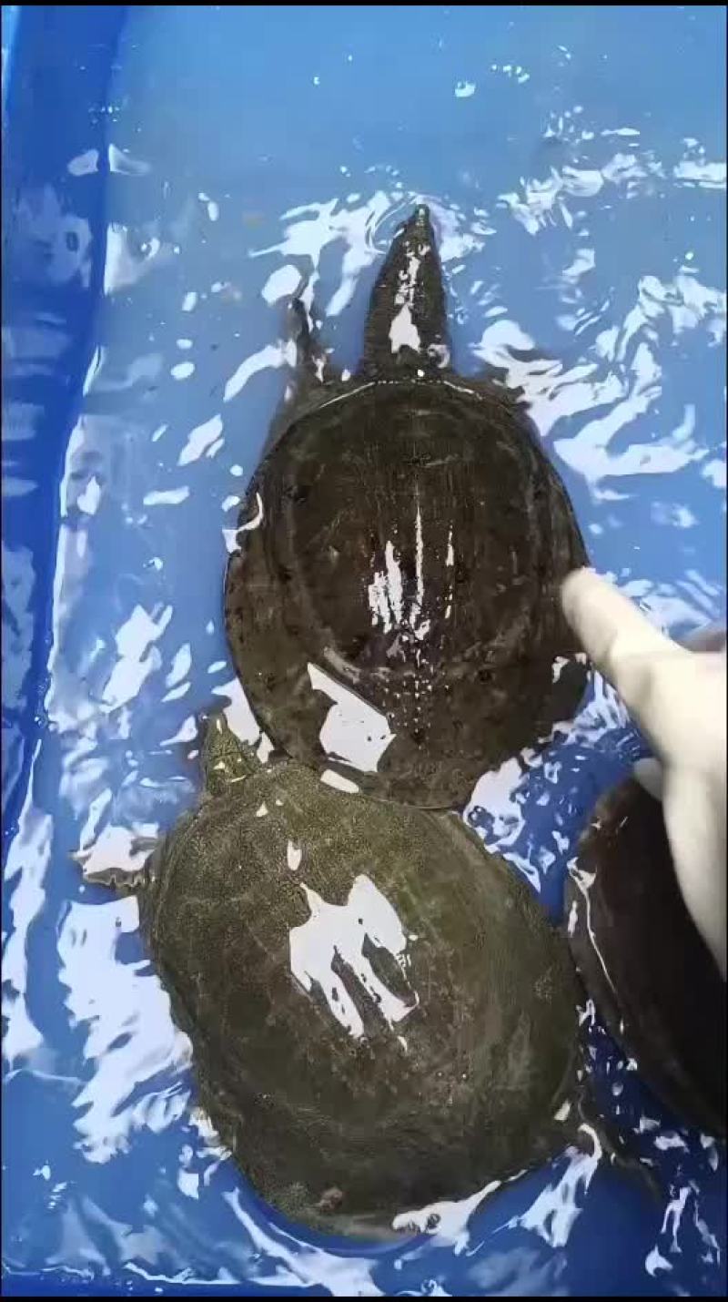 麻辣小甲鱼网红甲鱼5678两
