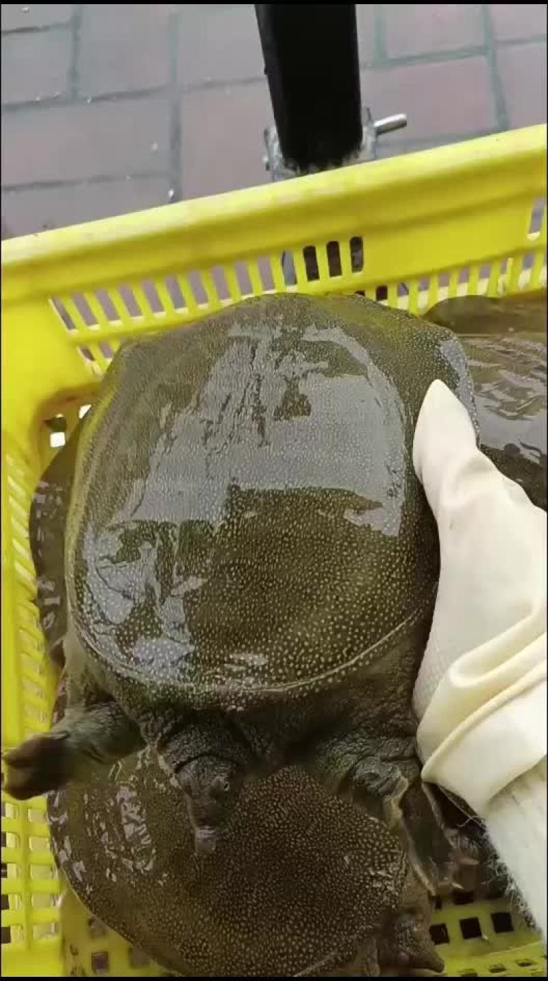 麻辣小甲鱼网红甲鱼5678两