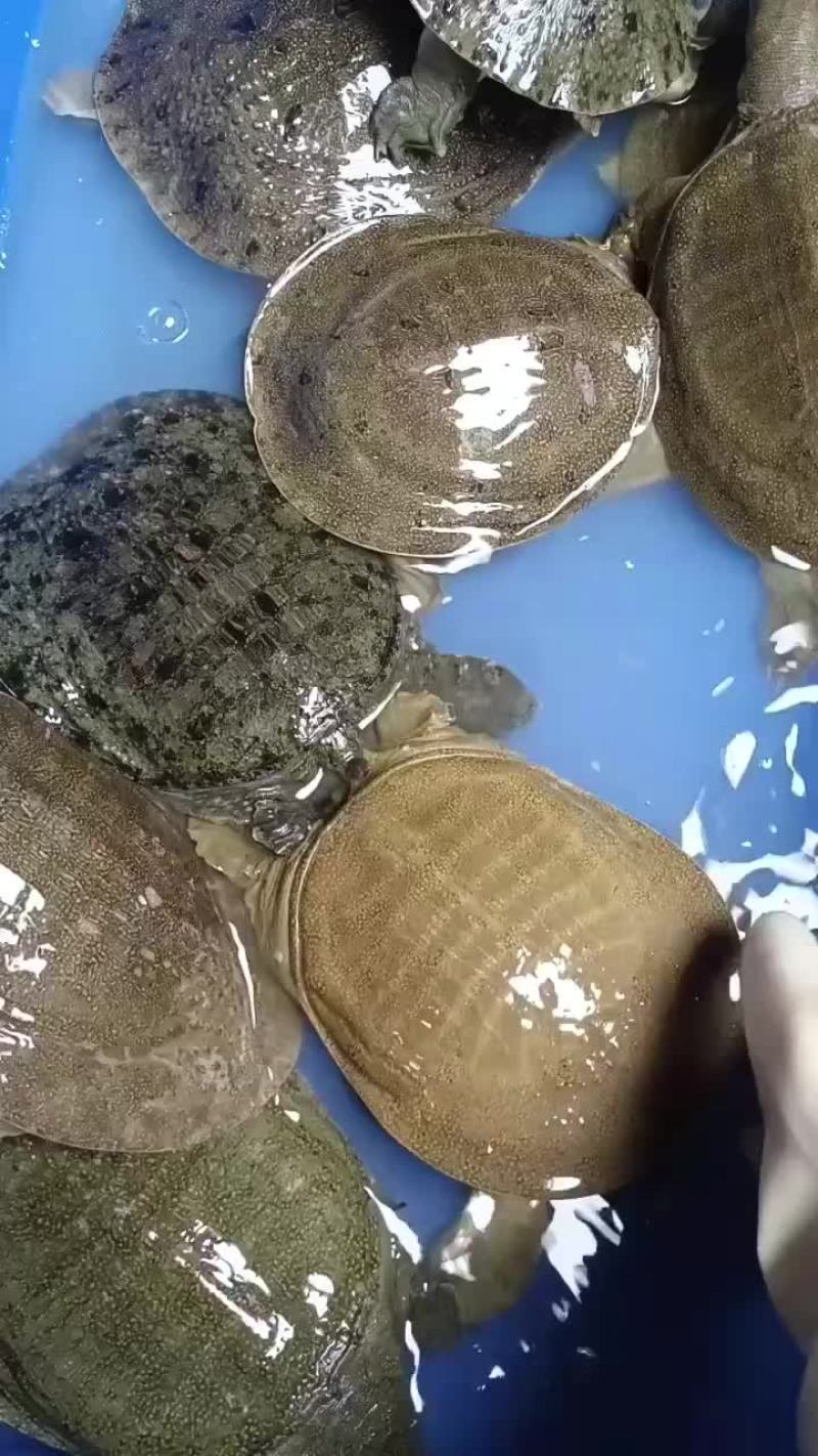 麻辣小甲鱼网红甲鱼5678两
