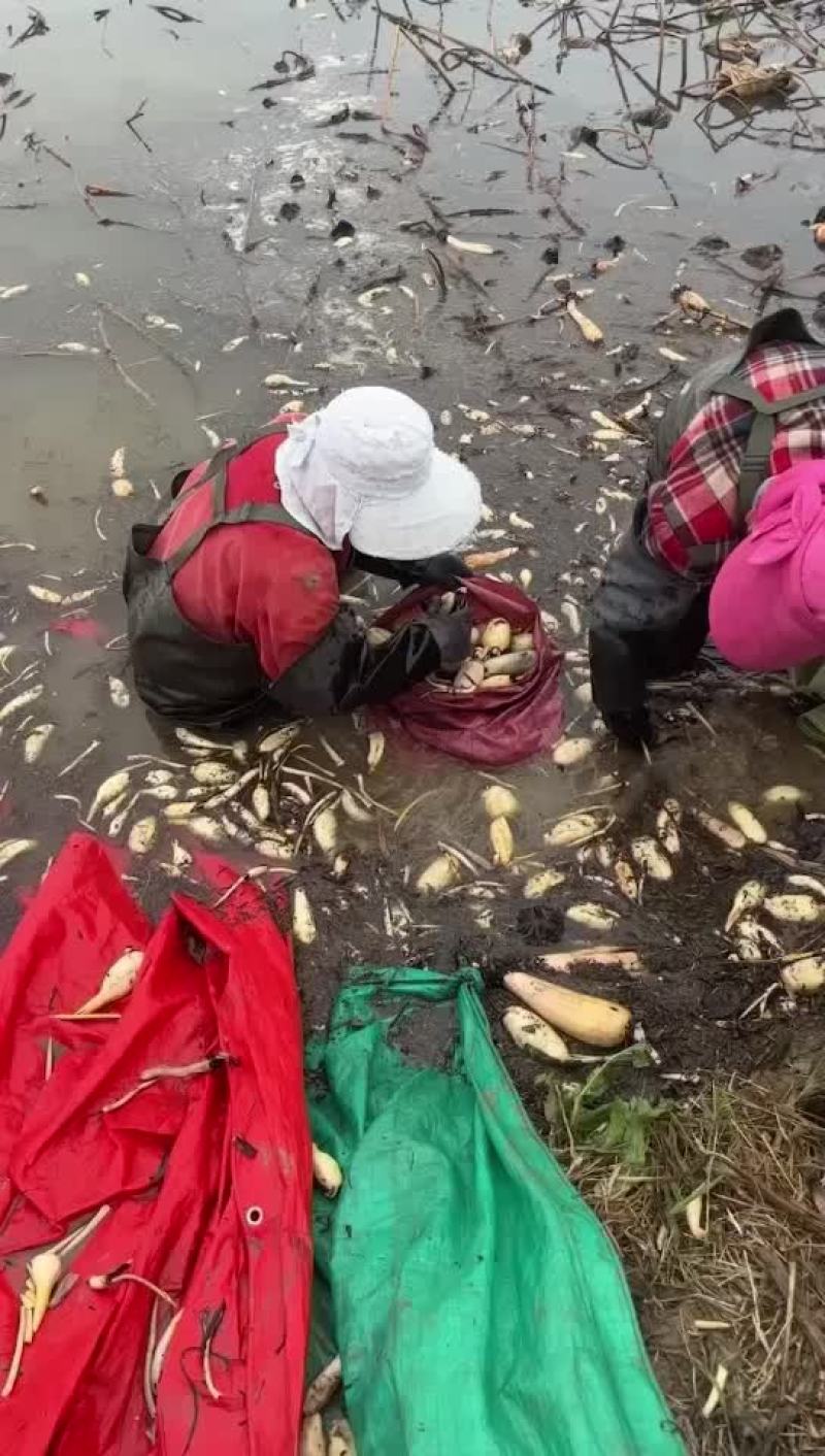 黄河滩九孔莲藕头