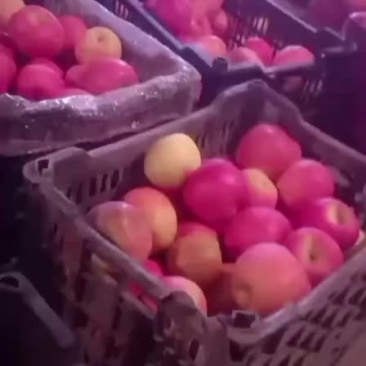 富士高残果