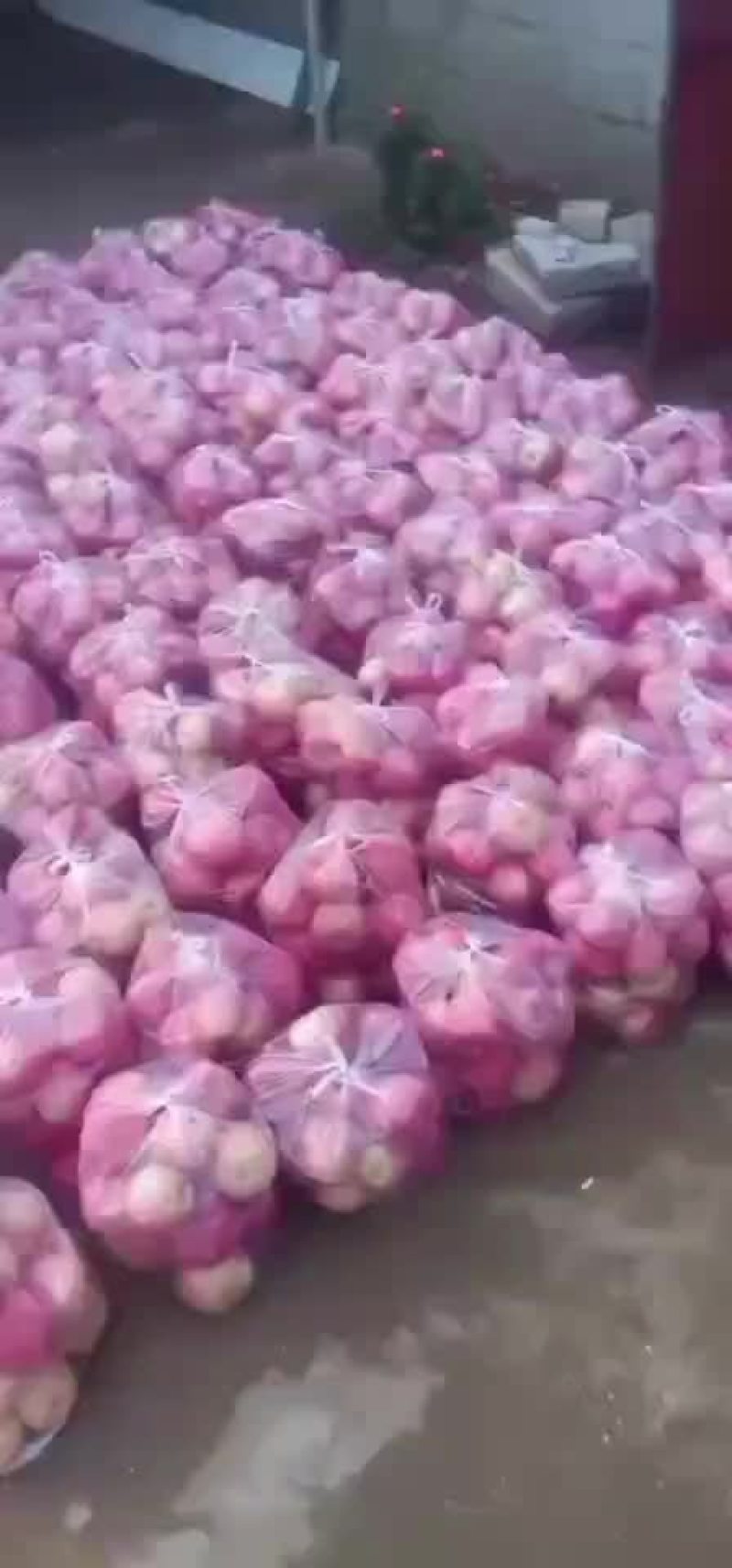 富士高残果