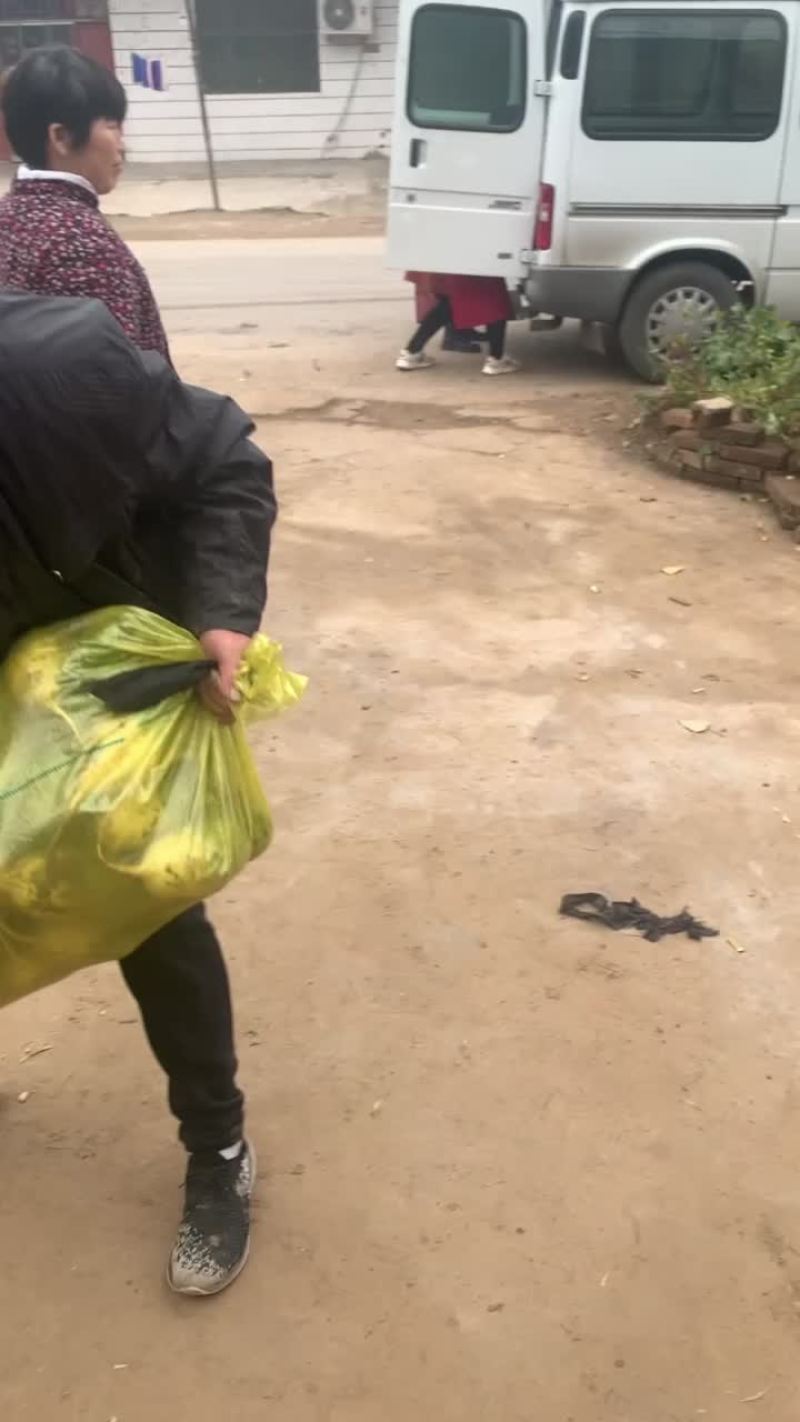 山东济宁精品水果萝卜青萝卜建东家庭农场种植基地