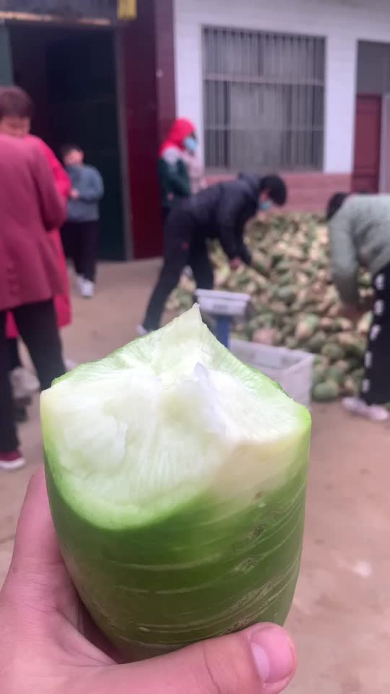 山东济宁精品水果萝卜青萝卜建东家庭农场种植基地