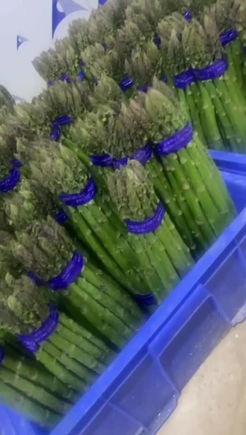 芦笋批发