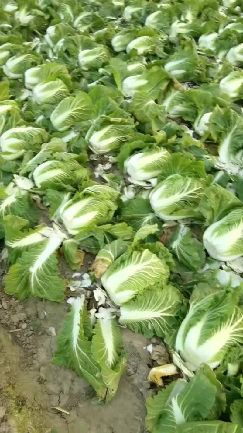 昌黎蔬菜大量上市
