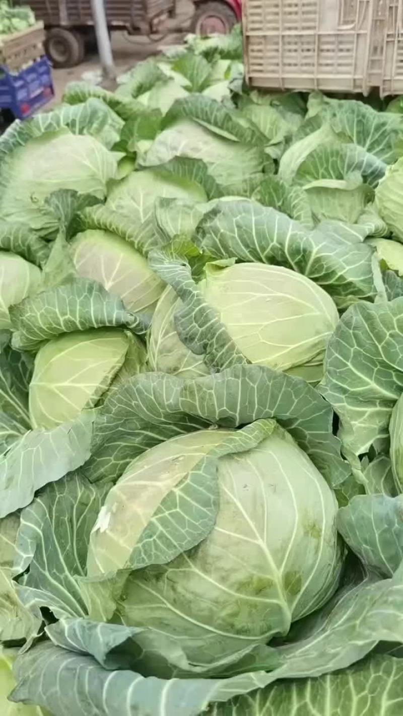 昌黎蔬菜大量上市