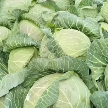 昌黎蔬菜大量上市