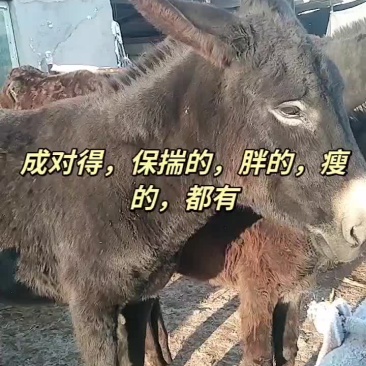 毛驴