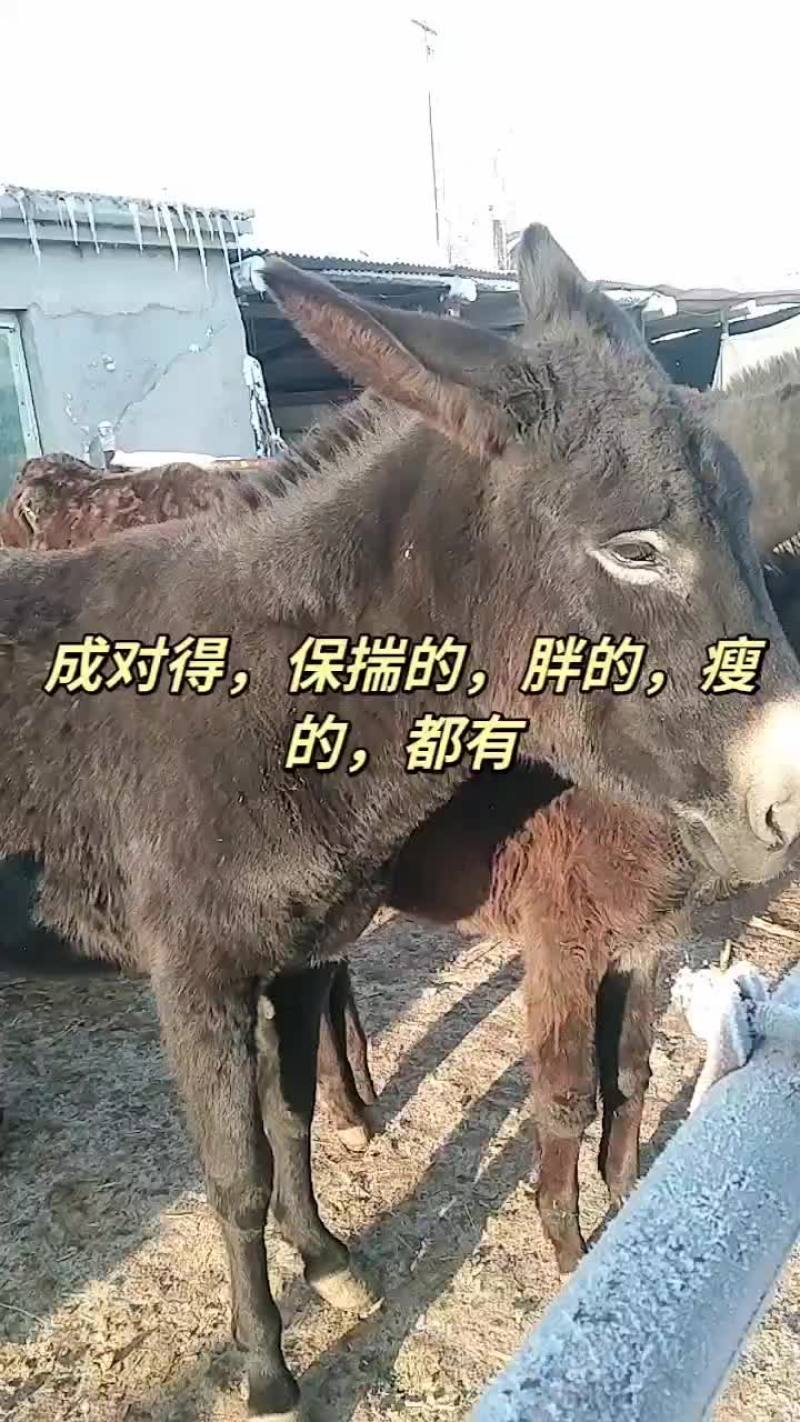 毛驴
