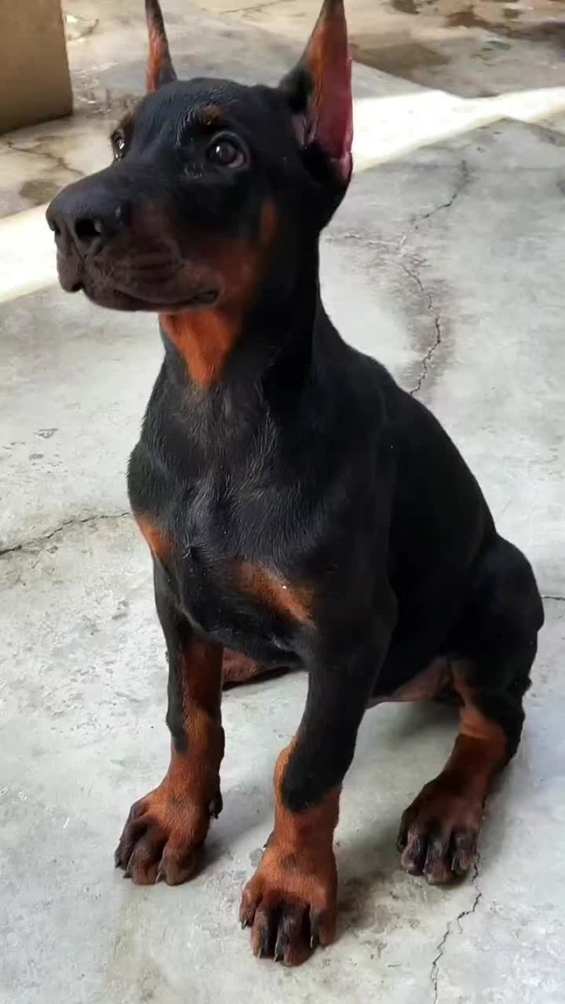 杜宾