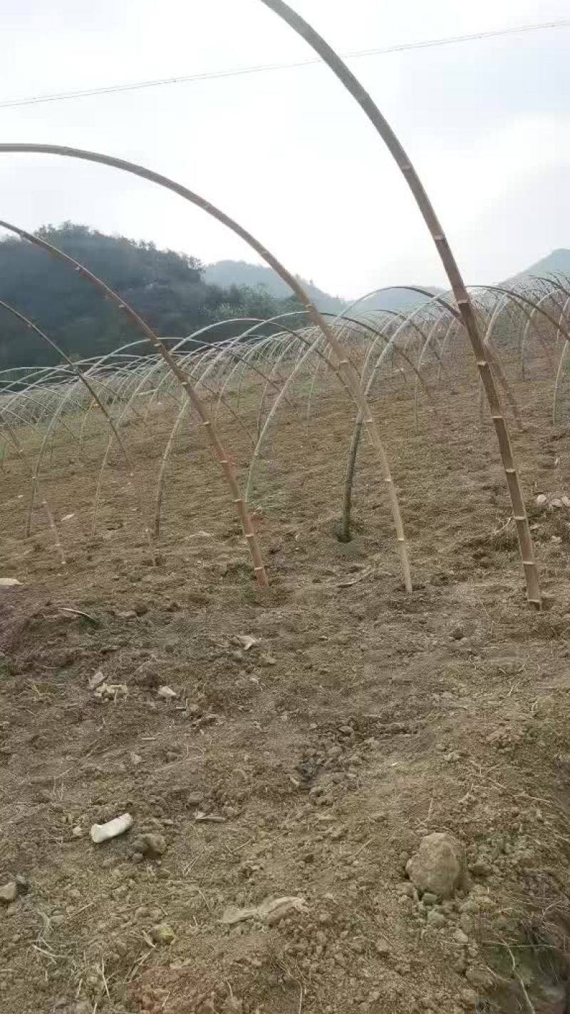 竹片，羊肚菌片，西瓜大棚片，蔬菜大棚片，葡萄架片