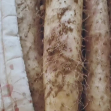 产地批发白玉山药。大通货。二货。小货。巴掌大量现货。