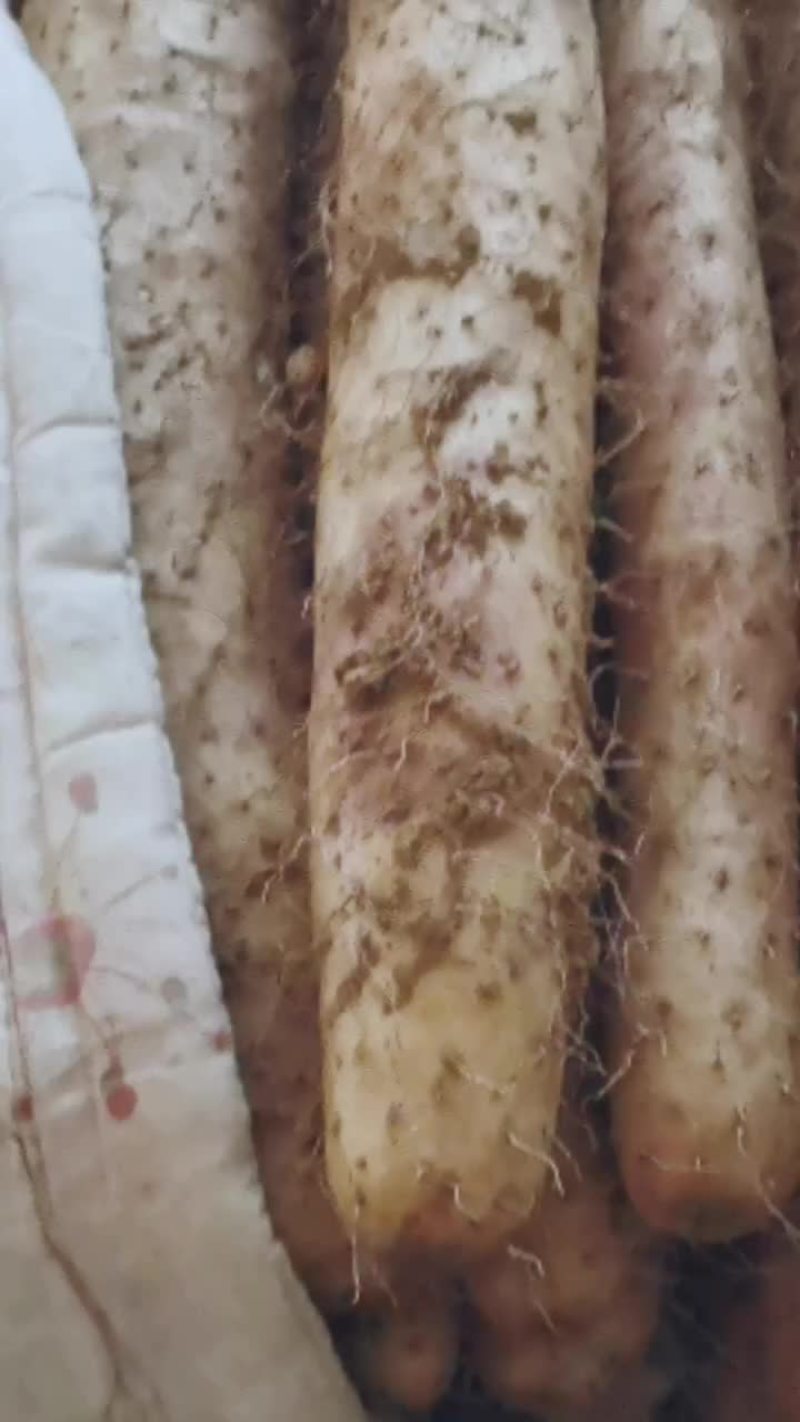 产地批发白玉山药。大通货。二货。小货。巴掌大量现货。
