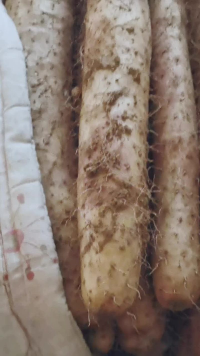 产地批发白玉山药。大通货。二货。小货。巴掌大量现货。