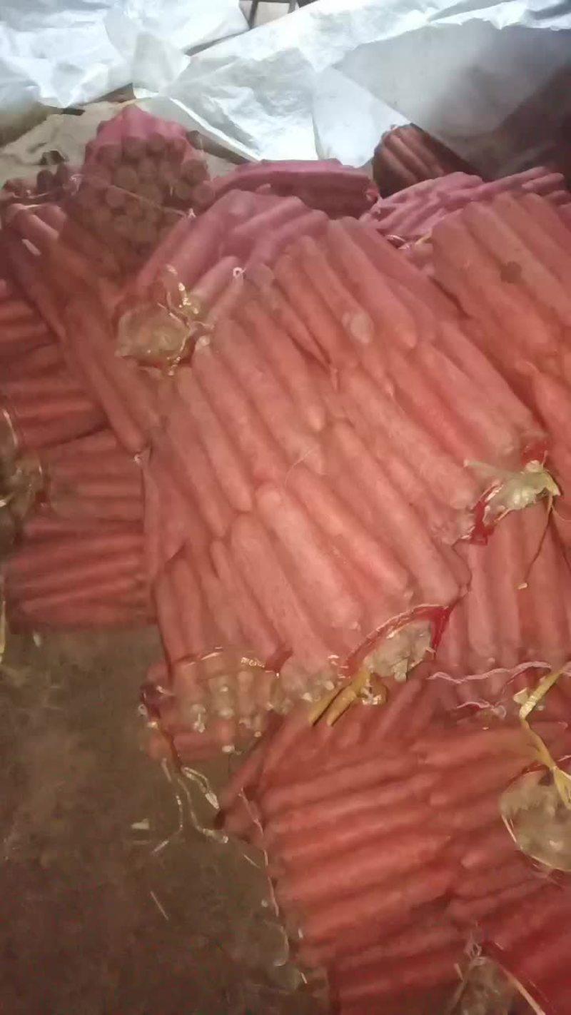 红萝卜大量上市要的老板联系