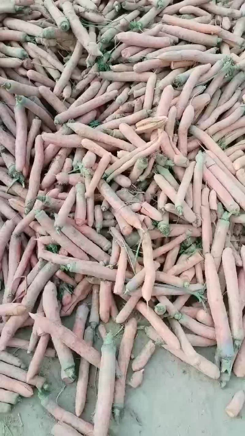 红萝卜大量上市要的老板联系
