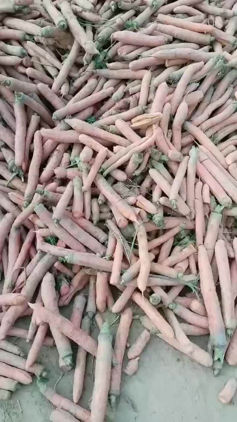红萝卜大量上市要的老板联系