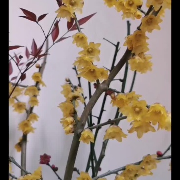 腊梅鲜切花干枝水养批发冬季黄色耐寒室内浓香