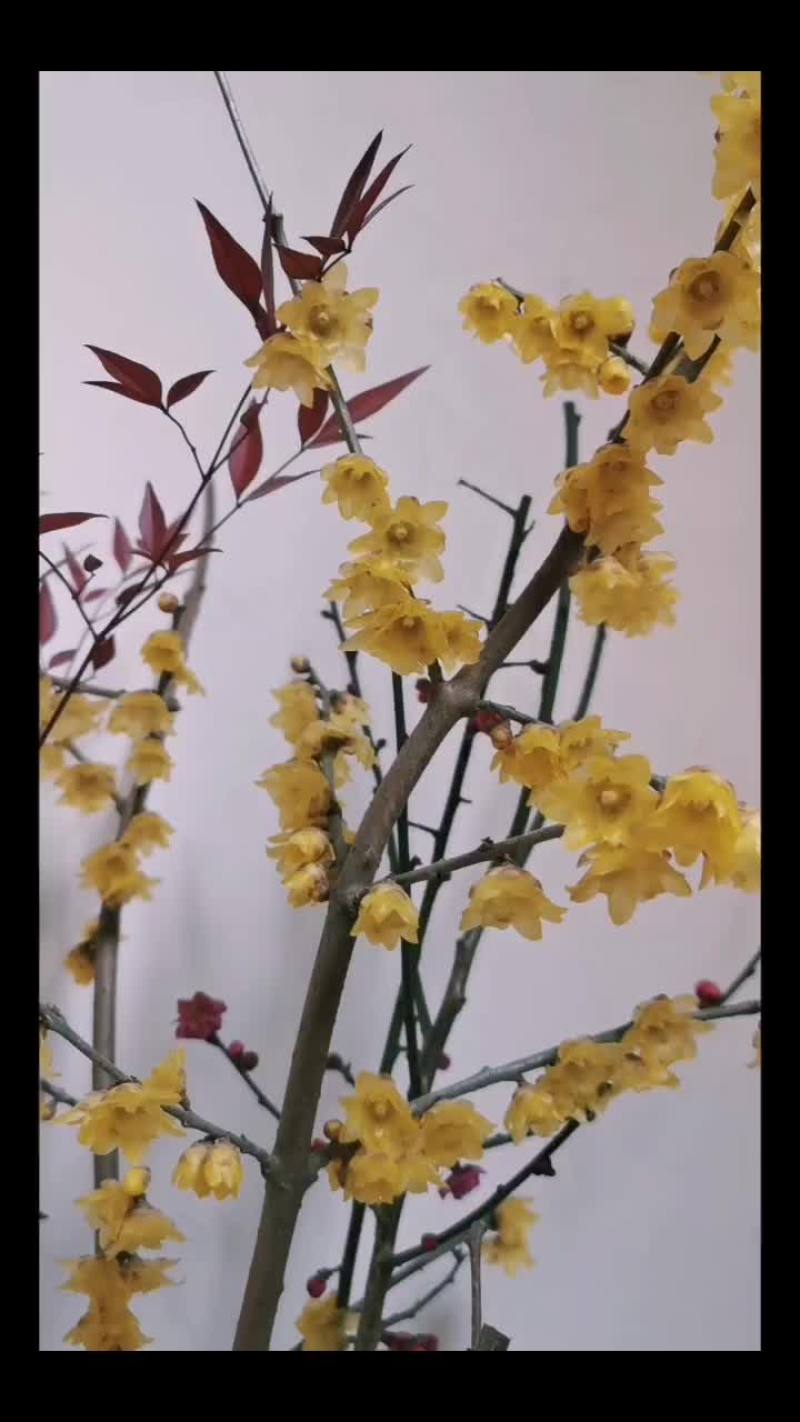 腊梅鲜切花干枝水养批发冬季黄色耐寒室内浓香