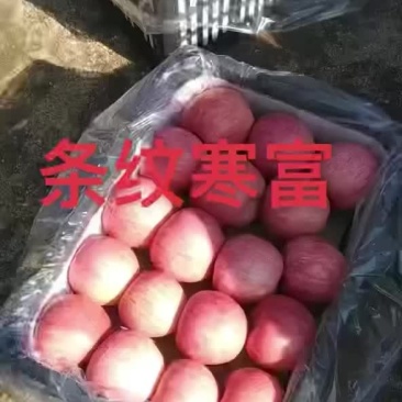条纹寒富