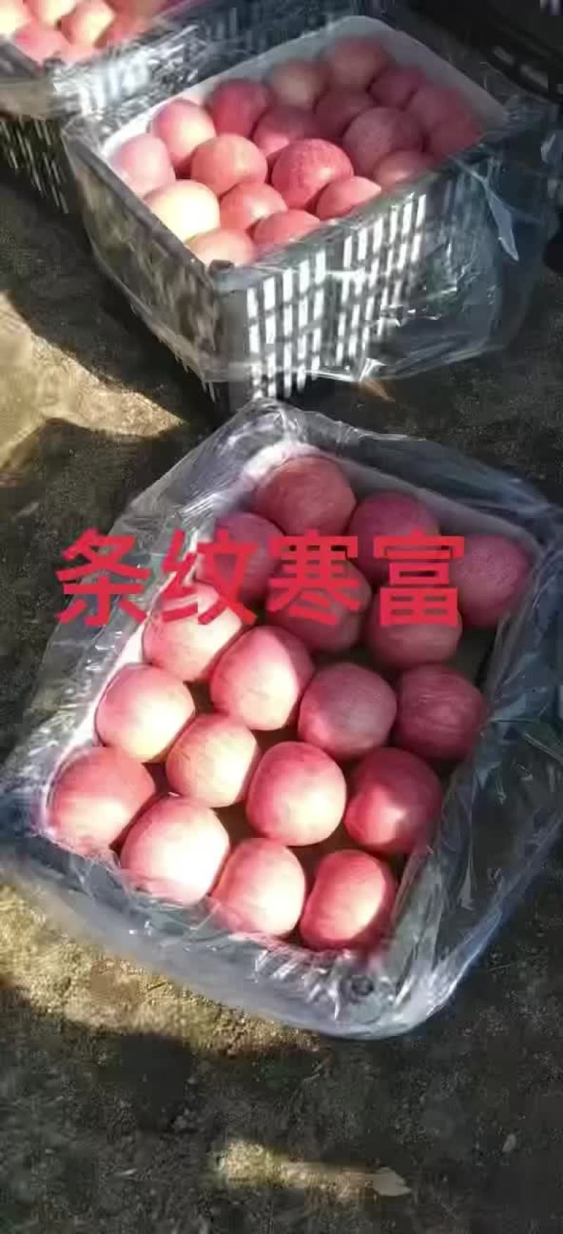 条纹寒富