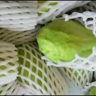 佛手瓜